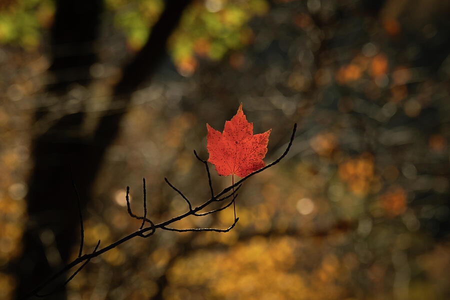Autumns Solitude Photograph by Dodie Ross Autumns Solitude Photograph by Dodie Ross