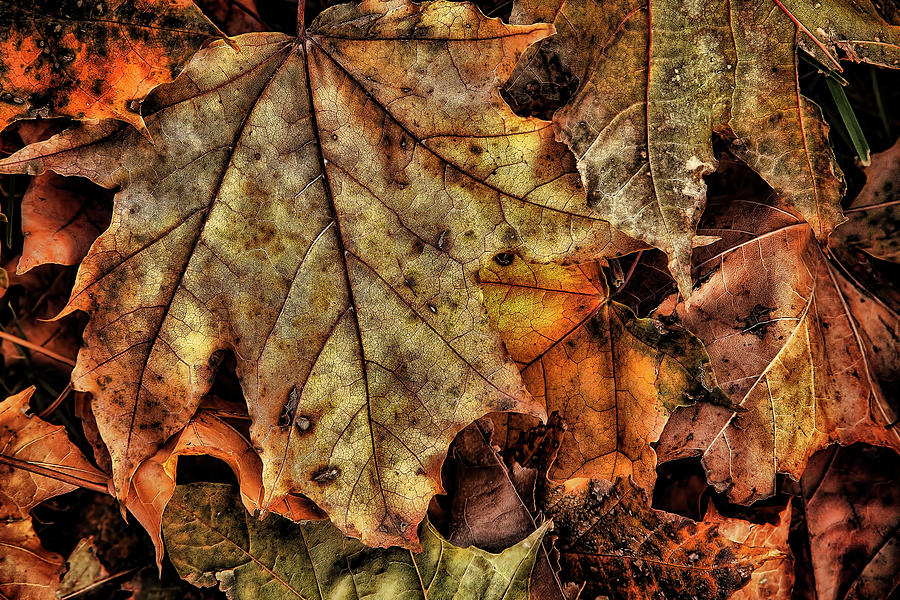 Autumns Song Photograph by Steve Sullivan