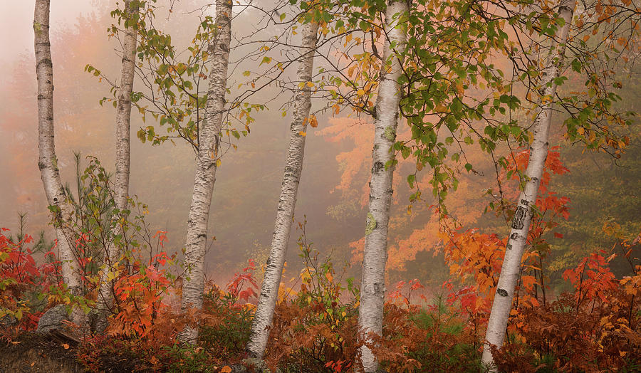 Autumns Subtle Palette Photograph by Darylann Leonard Photography