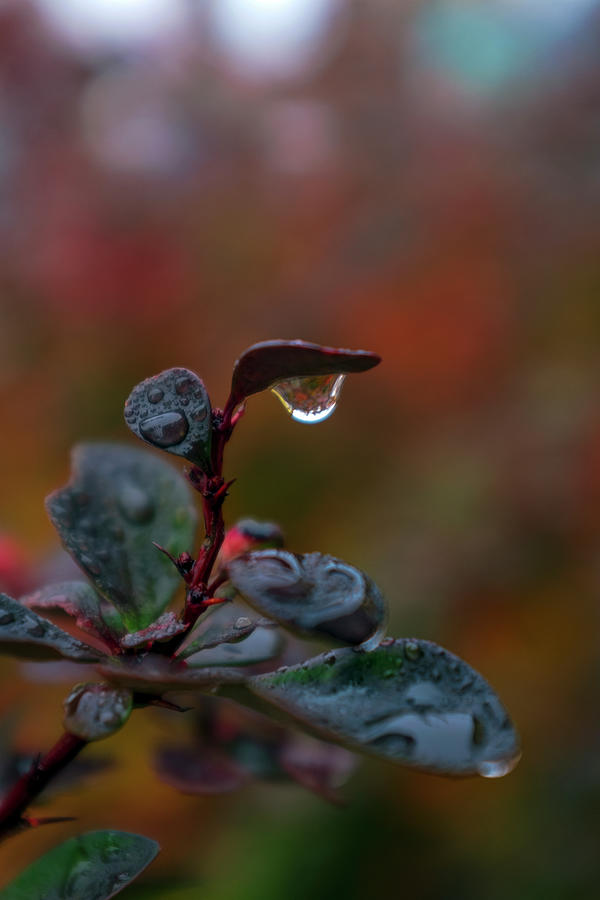 Autumns teardrop Photograph by Dubi Roman