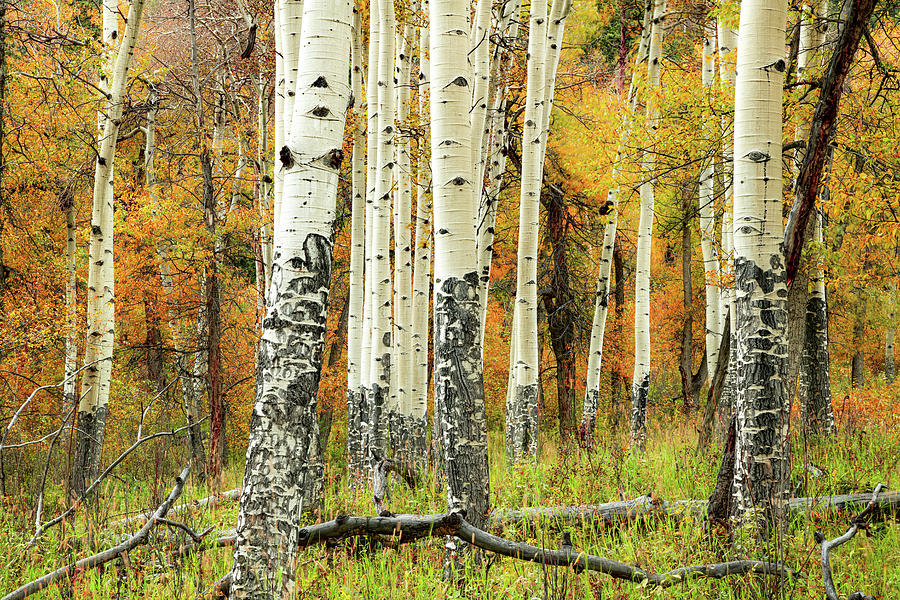 Autumns Whisper Through The Aspens Photograph by Gregory Ballos Autumns Whisper Through The Aspens Photograph by Gregory Ballos