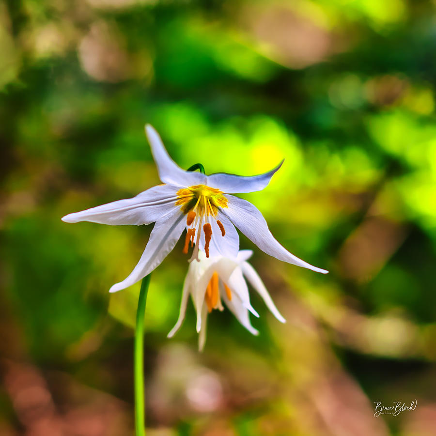 Avalanch Lilly Photograph by Bruce Block