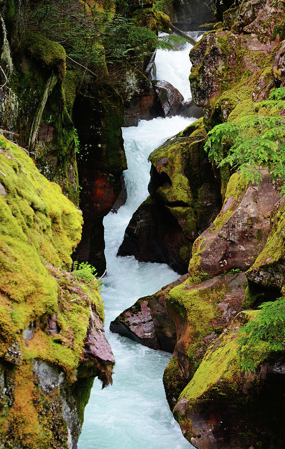 Moss Photograph - Avalanche Gorge by Whispering Peaks Photography