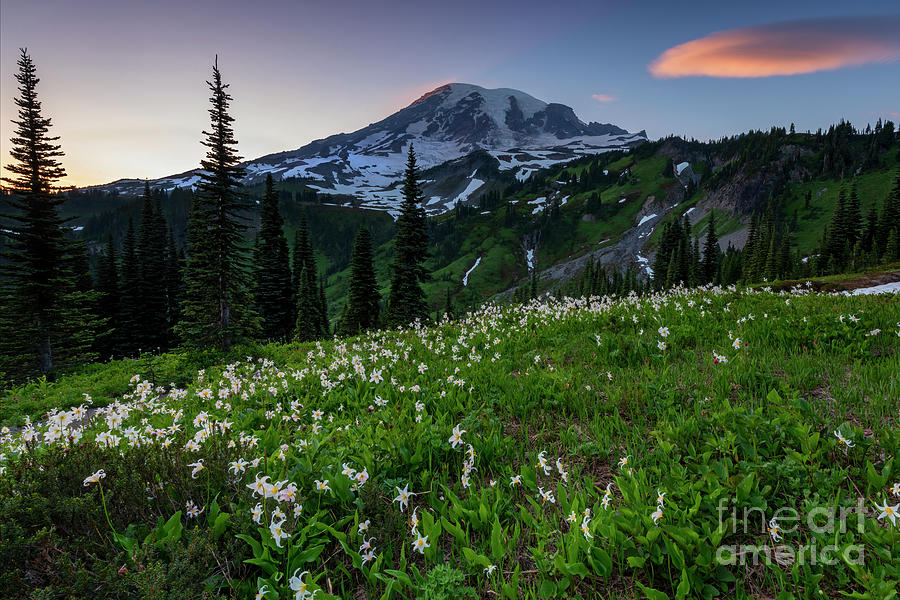 Avalanche Lilly Sunset Photograph by Michael Dawson
