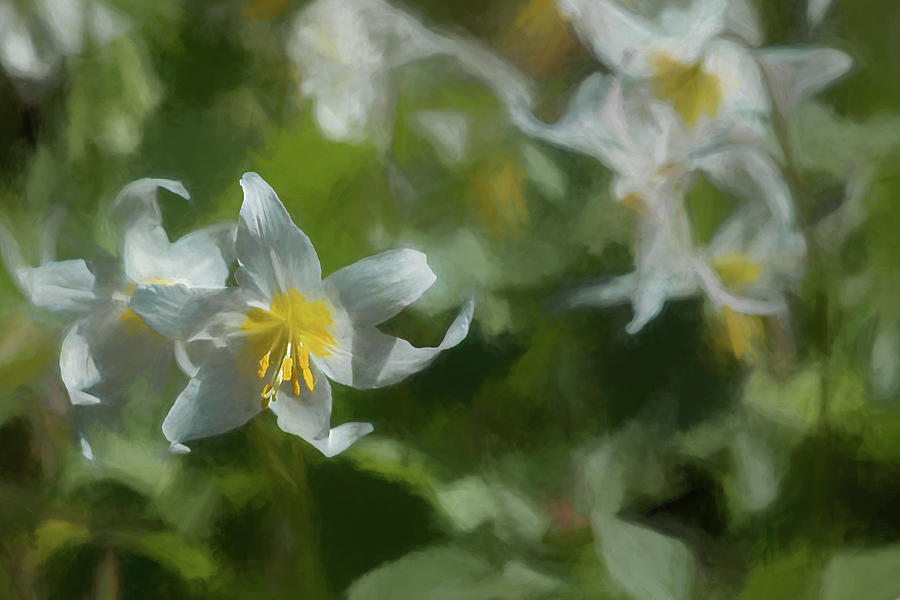 Avalanche Lily Painterly Photograph by Belinda Greb