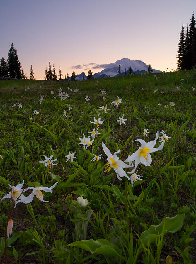 Avalanche Of Lillies Photograph
