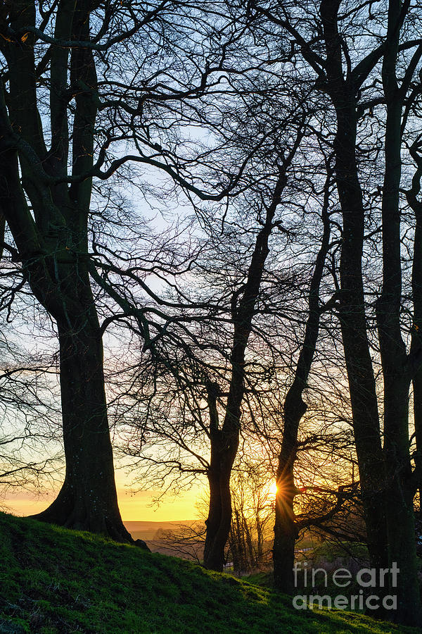 Avebury Winter Beech Trees at Sunset Silhouette Photograph by Tim Gainey