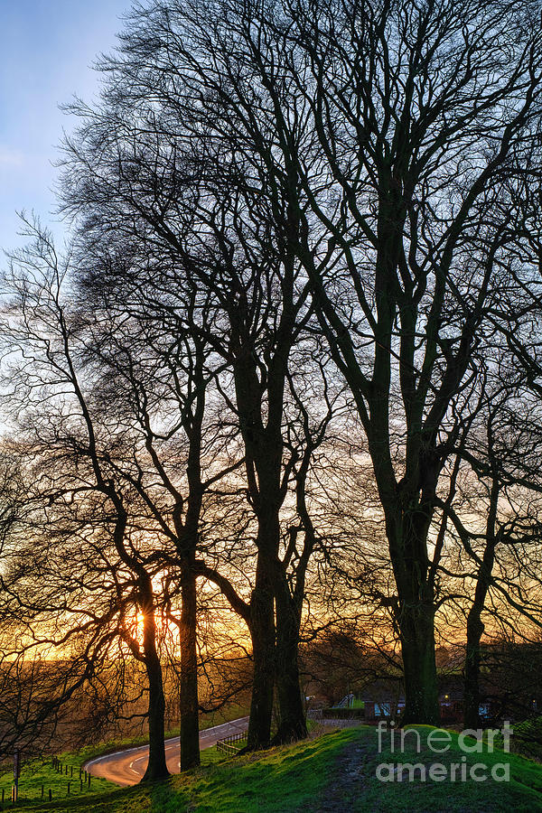 Avebury Winter Beech Trees at Sunset Photograph by Tim Gainey