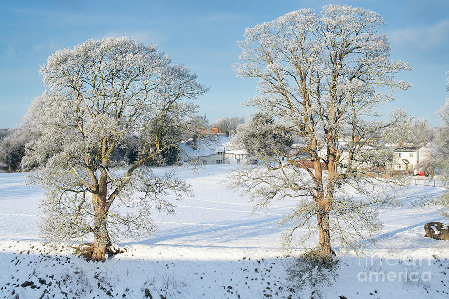 Avebury Winter Beeches in the Morning Snow Photograph by Tim Gainey