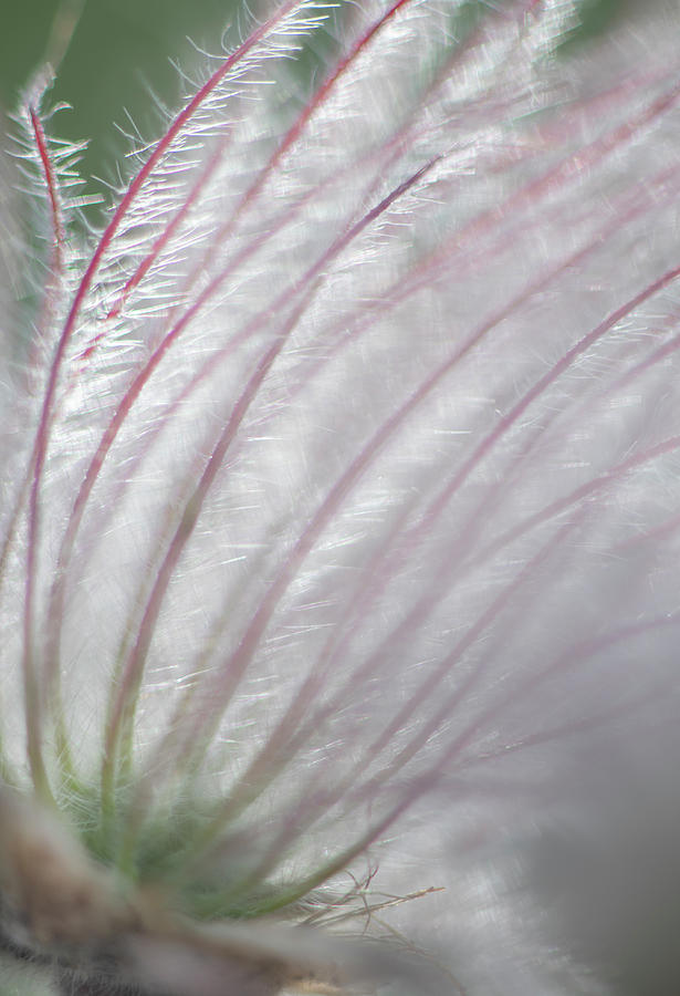 Abstract Photograph - Avens Abstract by Phil And Karen Rispin