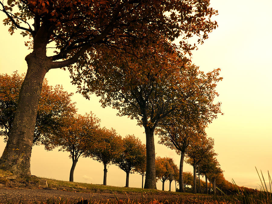 Avenue Of Colorful Autumn Trees Photograph by Bernd Schunack