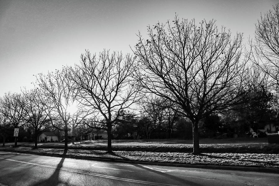 Avenue of Leafless Trees Photograph by W Craig Photography