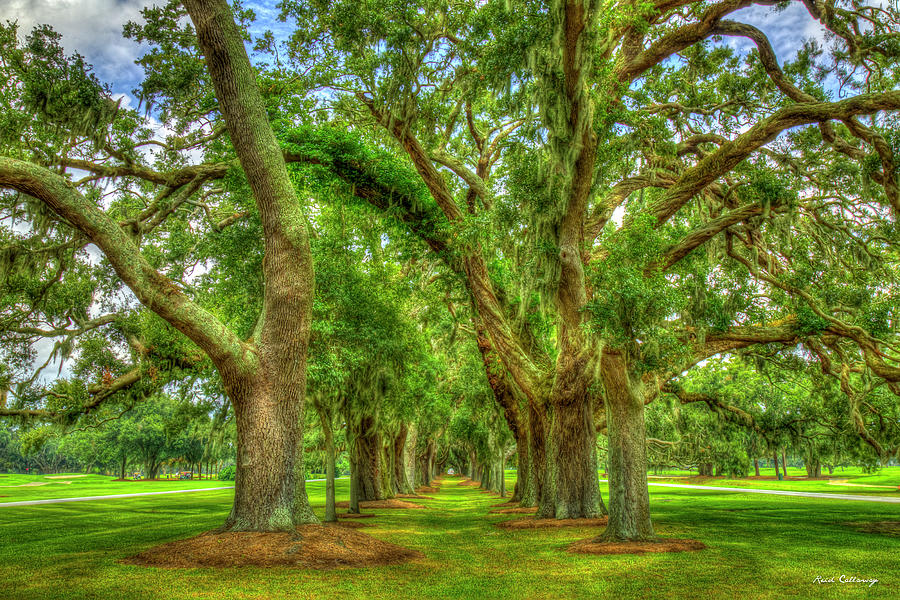 Tree Photograph - Avenue Of Oaks 2 St Simons Island Georgia Sea Island Golf Club Art by Reid Callaway