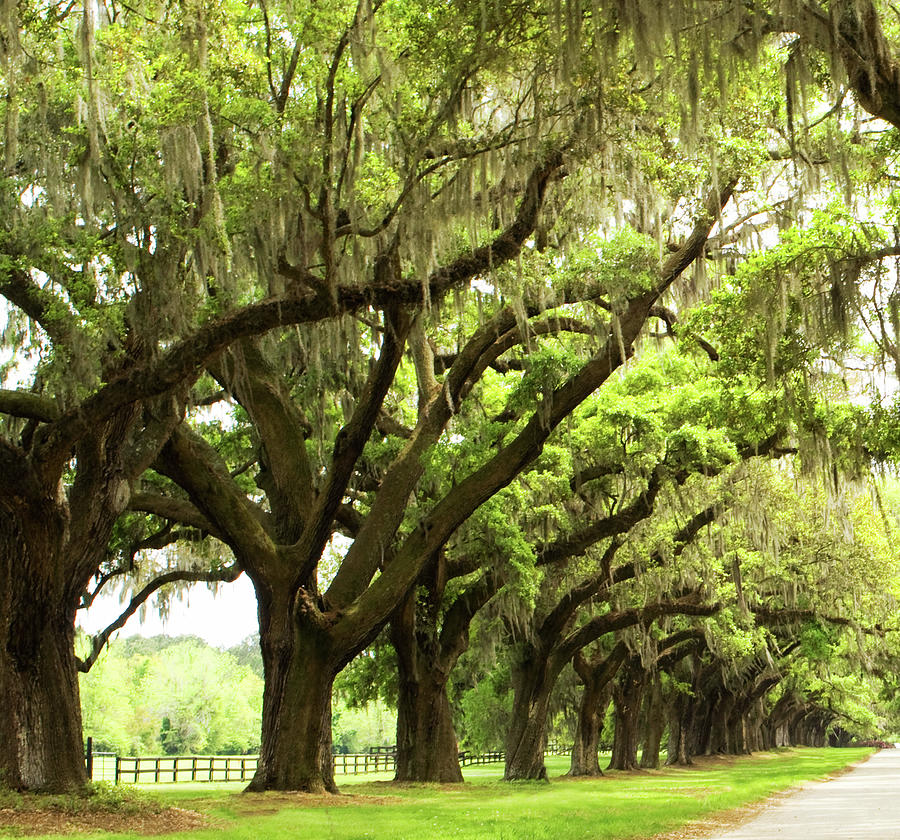 Avenue Of Oaks Charleston - Wide Panorama - Left Panel Photograph