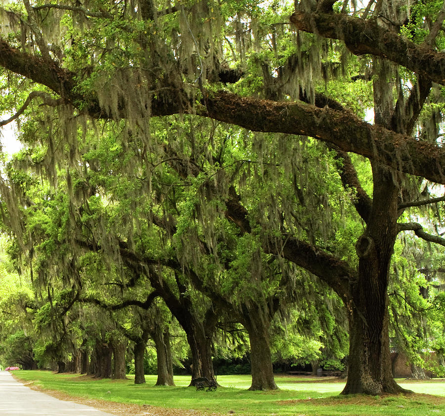 Avenue Of Oaks Charleston - Wide Panorama - Right Panel Photograph