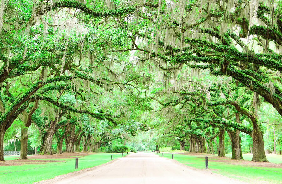 Boone Hall Plantation Avenue of Oaks Photograph by Doug Dickerson ...