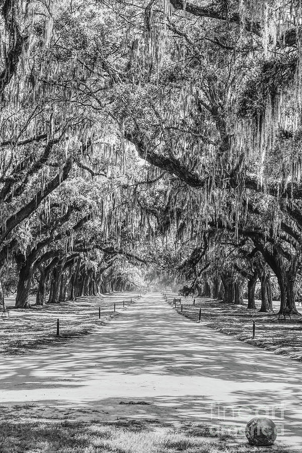 Avenue Of Oaks Grayscale Photograph by Jennifer White
