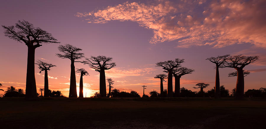 Avenue of the Baobabs, Madagascar Photograph by Dietmar Temps