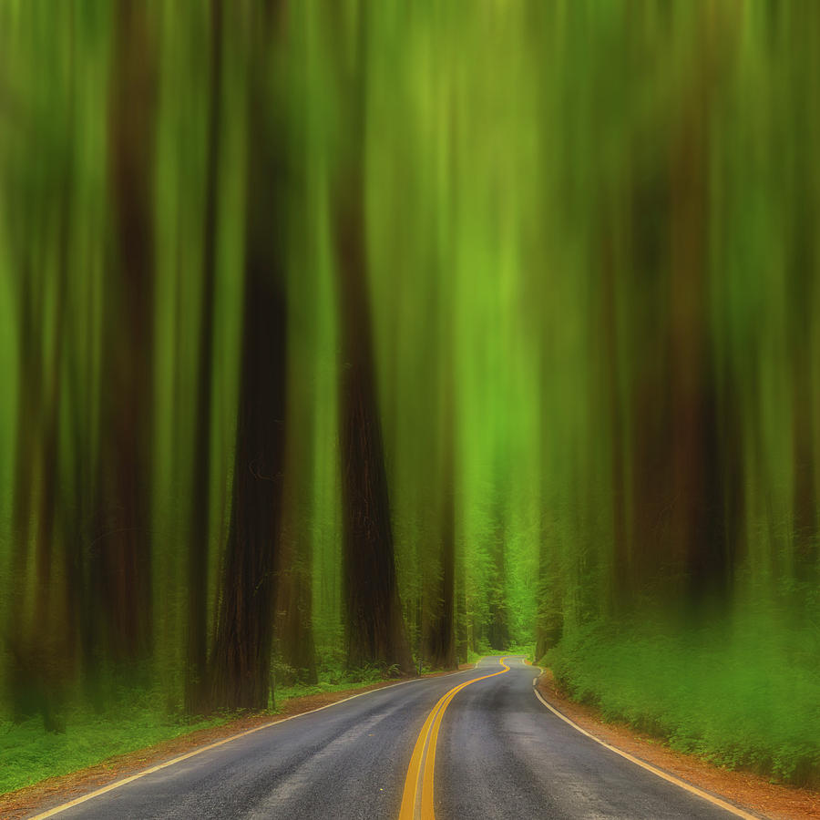 Avenue of the Giants Blur Photograph by Jerry Fornarotto