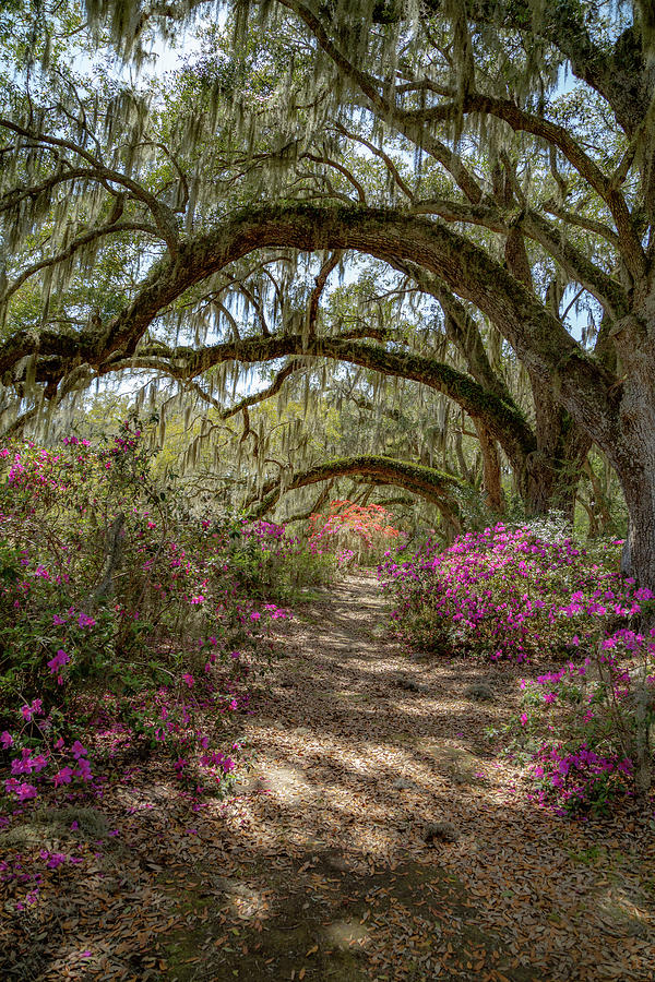 Avenue of the Oaks 2 Photograph by Cindy Robinson