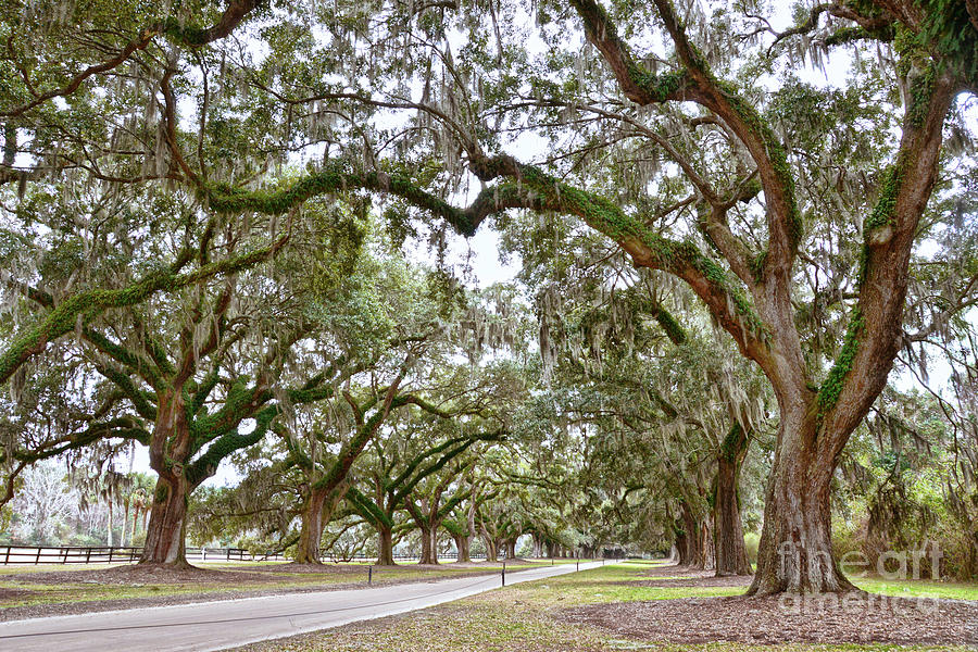 Avenue of the Oaks Photograph by Catherine Sherman