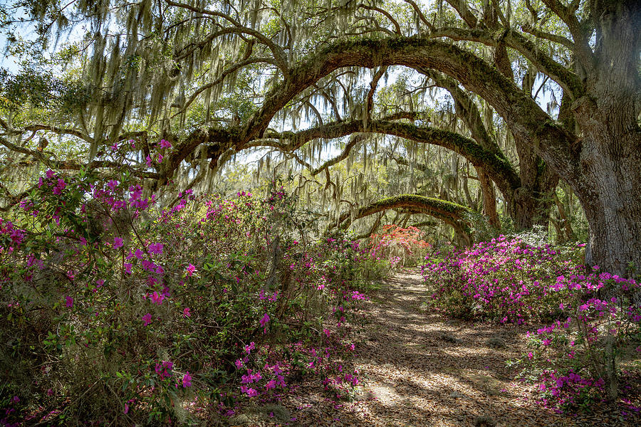 Avenue of the Oaks Photograph by Cindy Robinson