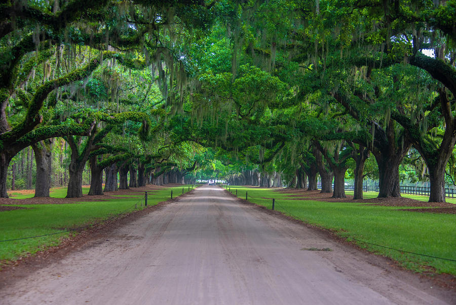 Avenue of the Oaks - Boone Hall Plantation SC Photograph by Bill Cannon ...