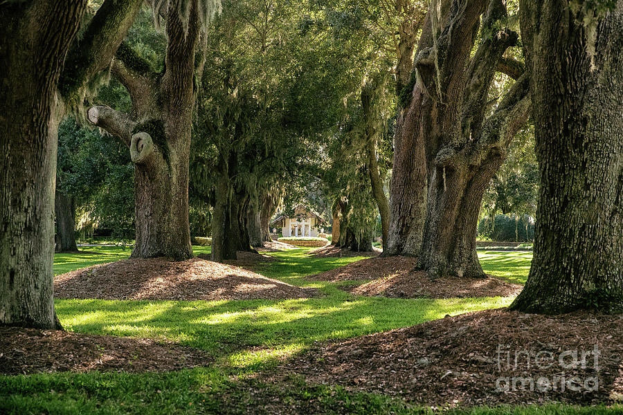 Avenue of the Oaks Photograph by Scott Pellegrin