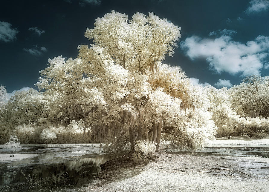 Jungle Photograph - Avery Island Trees Infrared by Jerry Fornarotto