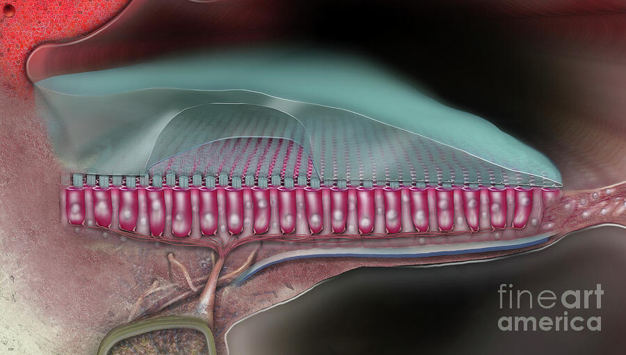Avian Or Bird Inner Ear - The Basilar Papilla - Fine Art Print - Stock Illustration Painting