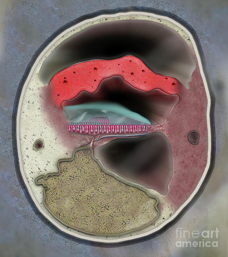 Avian Or Bird Inner Ear - The Lagena - Fine Art Print - Stock Illustration Painting