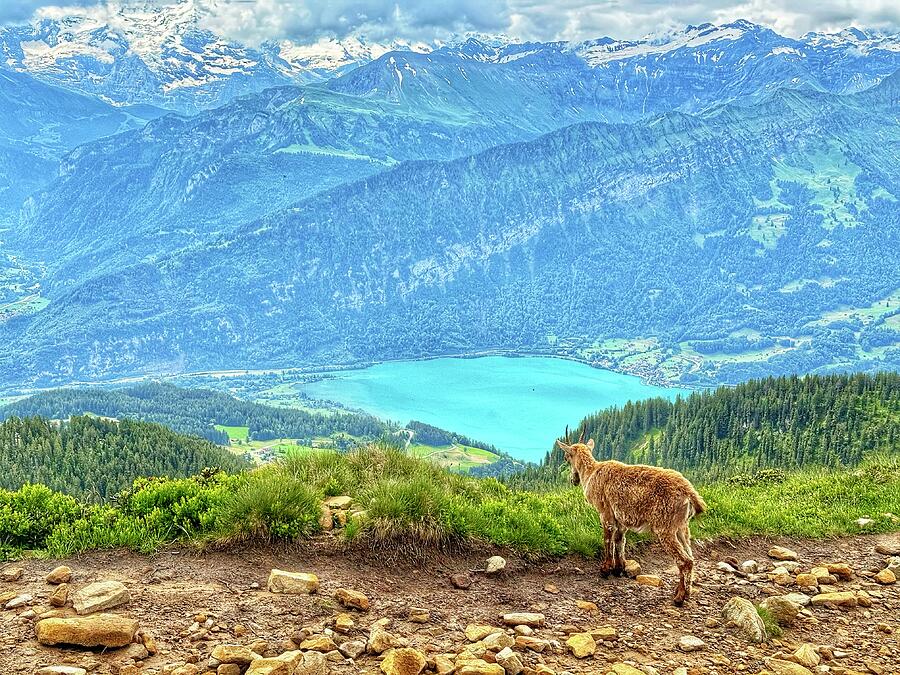 AView from the Niederhorn Panorama Ridge Photograph by Monika Salvan AView from the Niederhorn Panorama Ridge Photograph by Monika Salvan