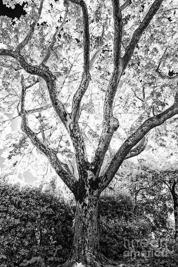 Avignon Tree in Gods Garden Infrared Photograph by John Rizzuto