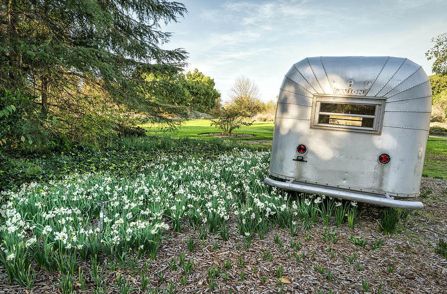 Avion Camper Van in Paper Whites by Mike-Hope Photograph by Mike-Hope