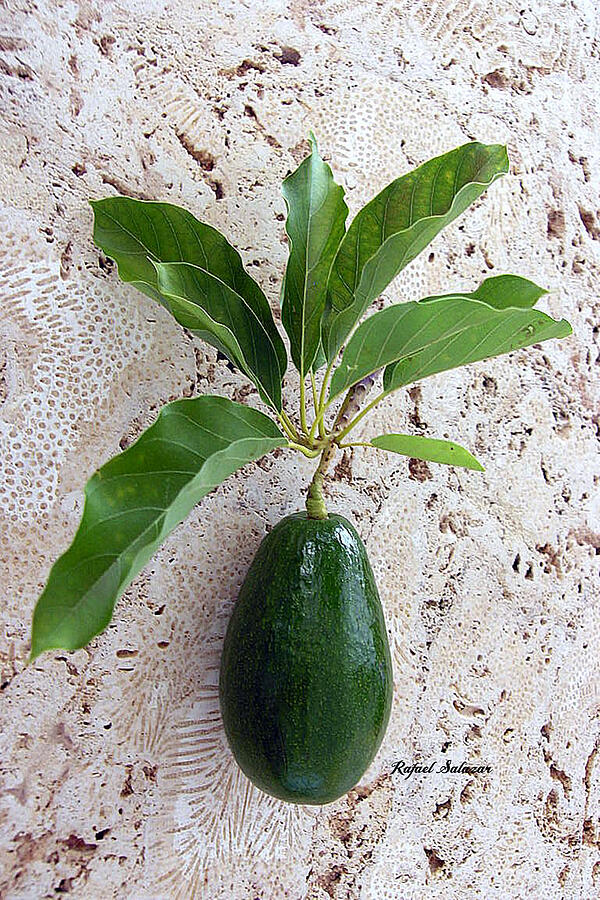 Avocado Au Naturel Photograph by Rafael Salazar