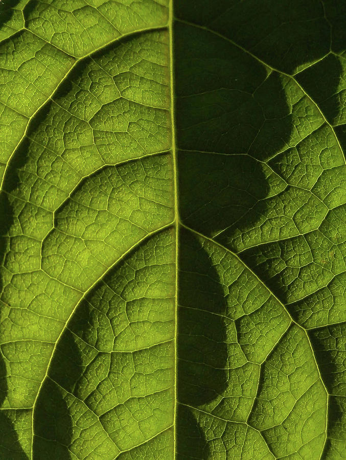 Avocado Leaf Photograph by Douglas Morton - Fine Art America