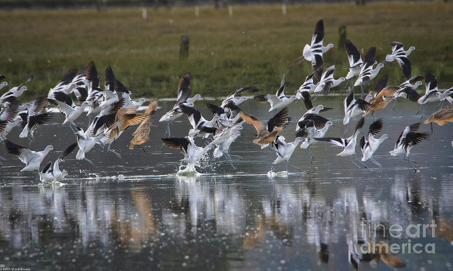 Avocet And Godwits On The Wing Photograph