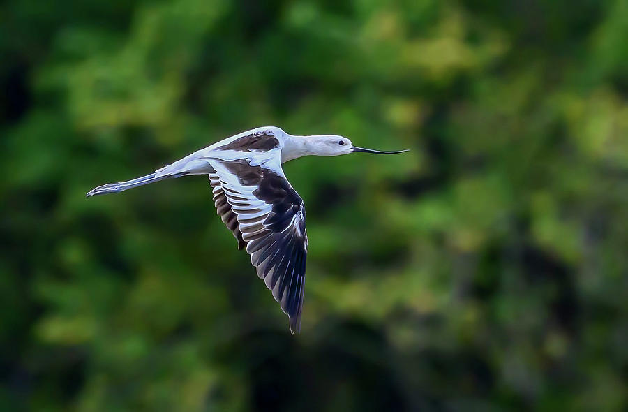 Avocet in flight Photograph by Brian Shoemaker