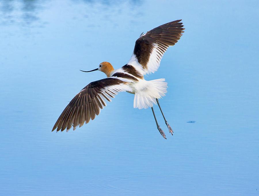 Avocet in flight Photograph by Lynn Hopwood