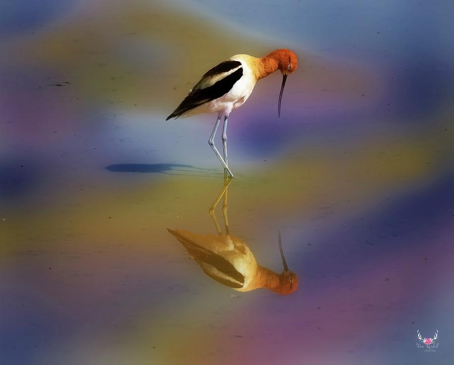 Avocet Reflection Photograph by Pam Rendall