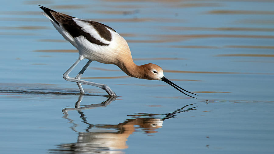 Avocet Photograph by Rick Mosher