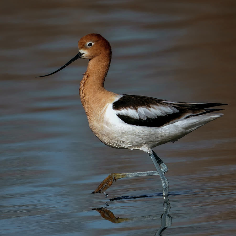 Avocet Showoff Digital Art by Bob Coorsen - Pixels