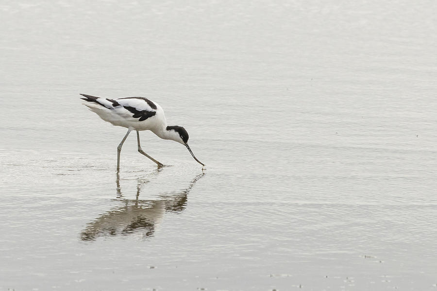 Avocet Photograph by Wendy Cooper
