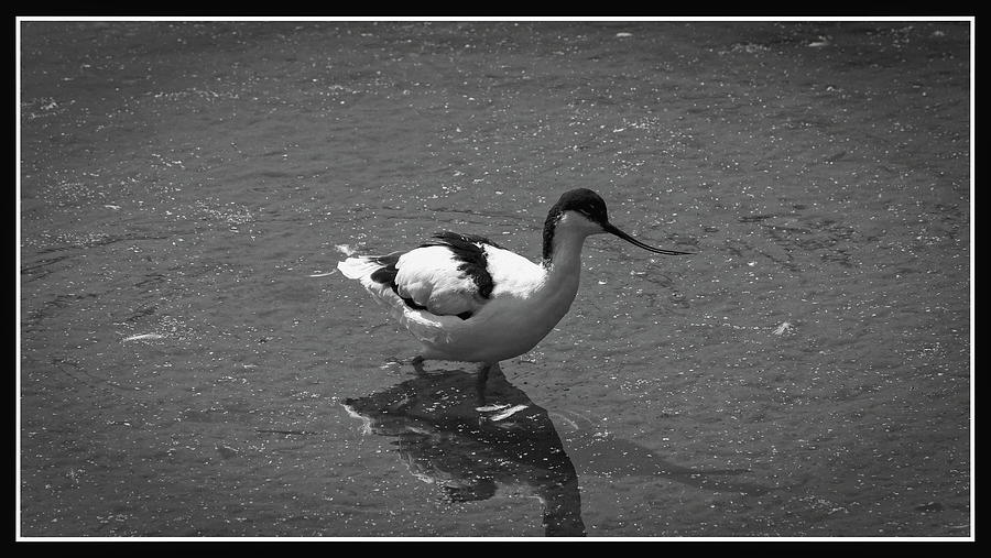 Avocets Black and White Photograph by Jeff Townsend