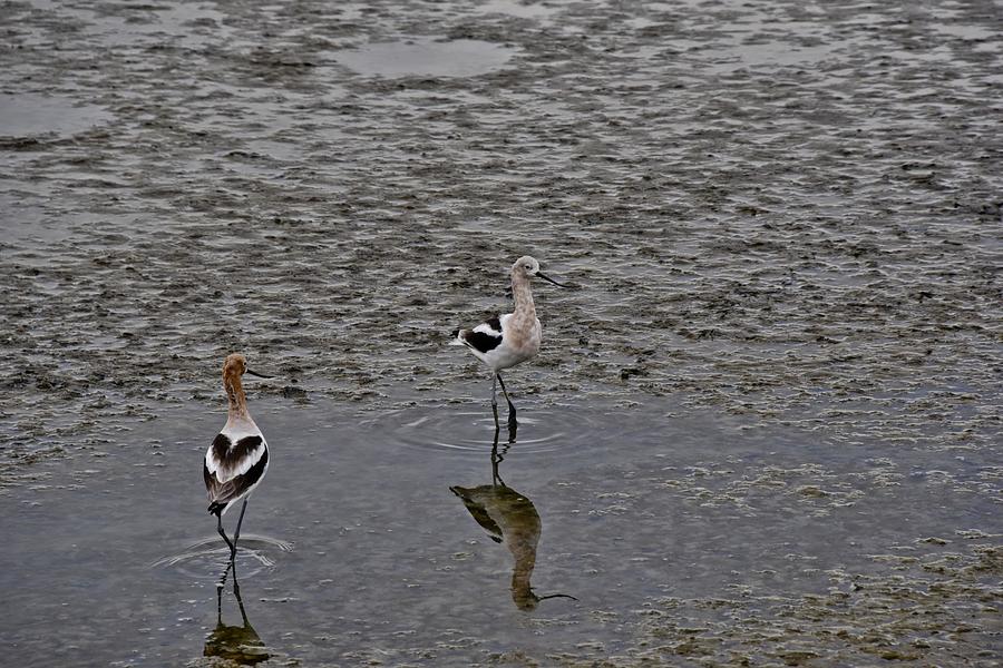 Avocets Front And Back Painting by Les Classics