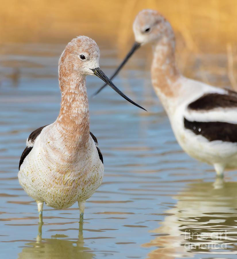 Avocets Photograph by Jami Bollschweiler - Fine Art America