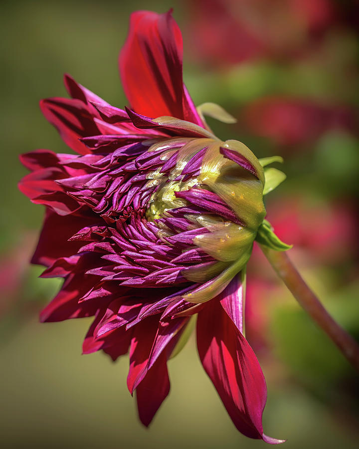 Flower Photograph - Awakening Dahlia by Elvira Peretsman