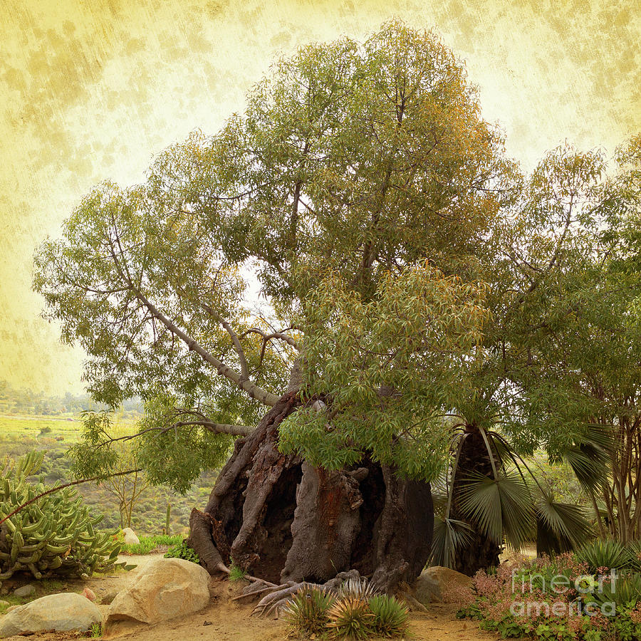 Awakening - Queensland Bottle Tree in the Desert Cactus Garden in Balboa Park, San Diego, California Photograph by Denise Strahm