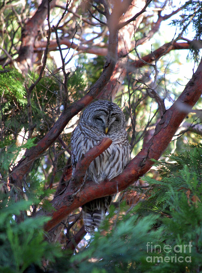 Owl Photograph - Awakening Owl Medicine by Rose De Dan