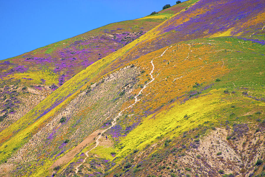 Awash With Wildflowers - Superbloom 2017 Photograph by Lynn Bauer